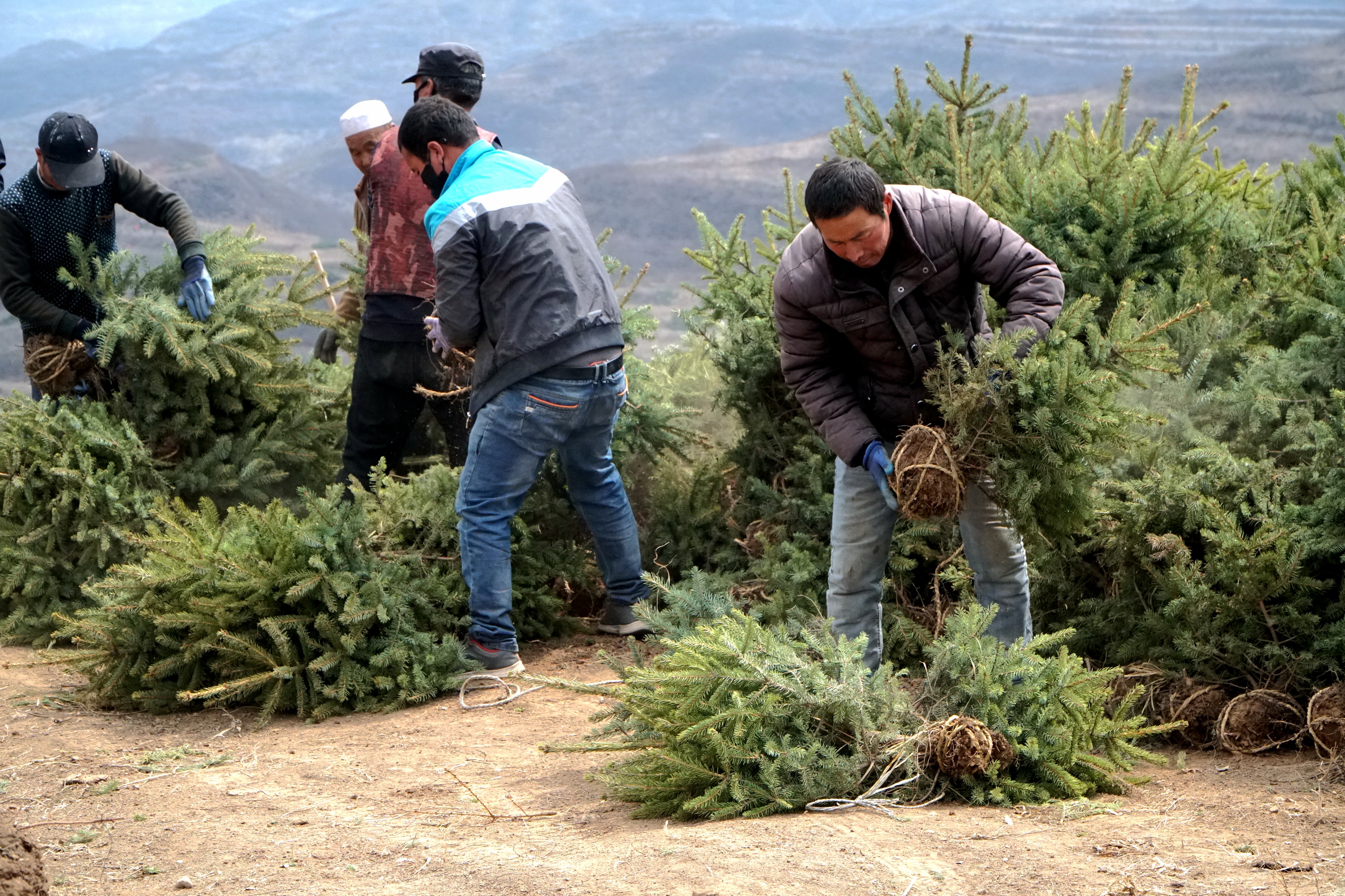 泾源县村民滑轮飞索运苗木