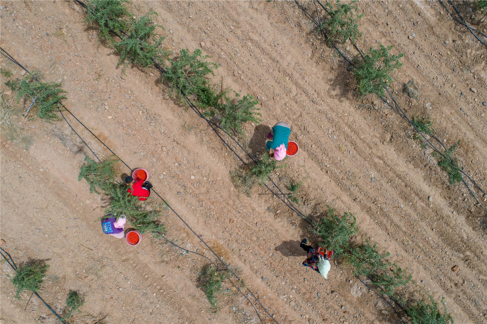 DJI_0047.jpg