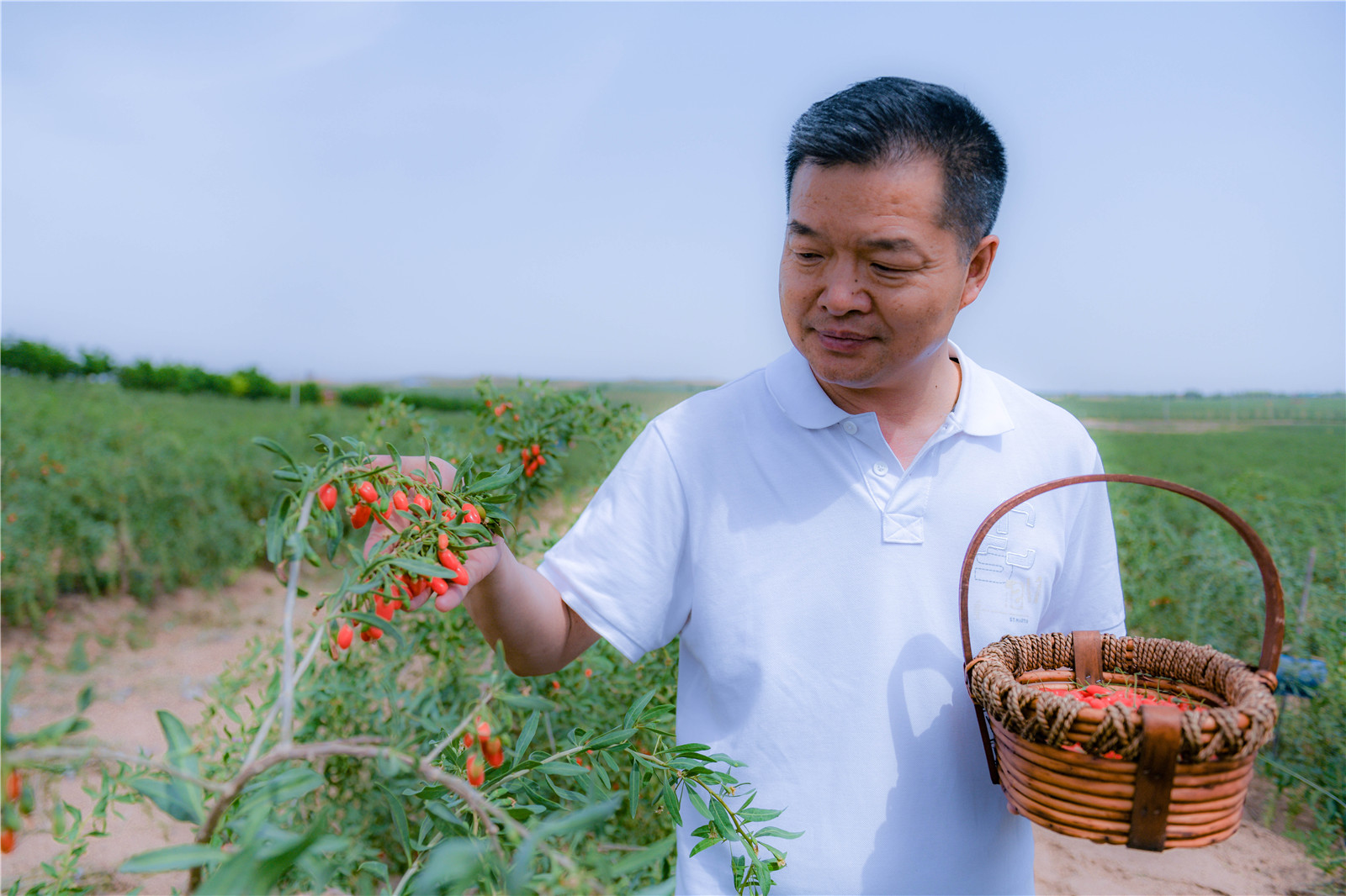 宁夏第一道红 中宁玺赞万亩庄园头茬枸杞上市采摘-宁夏新闻网