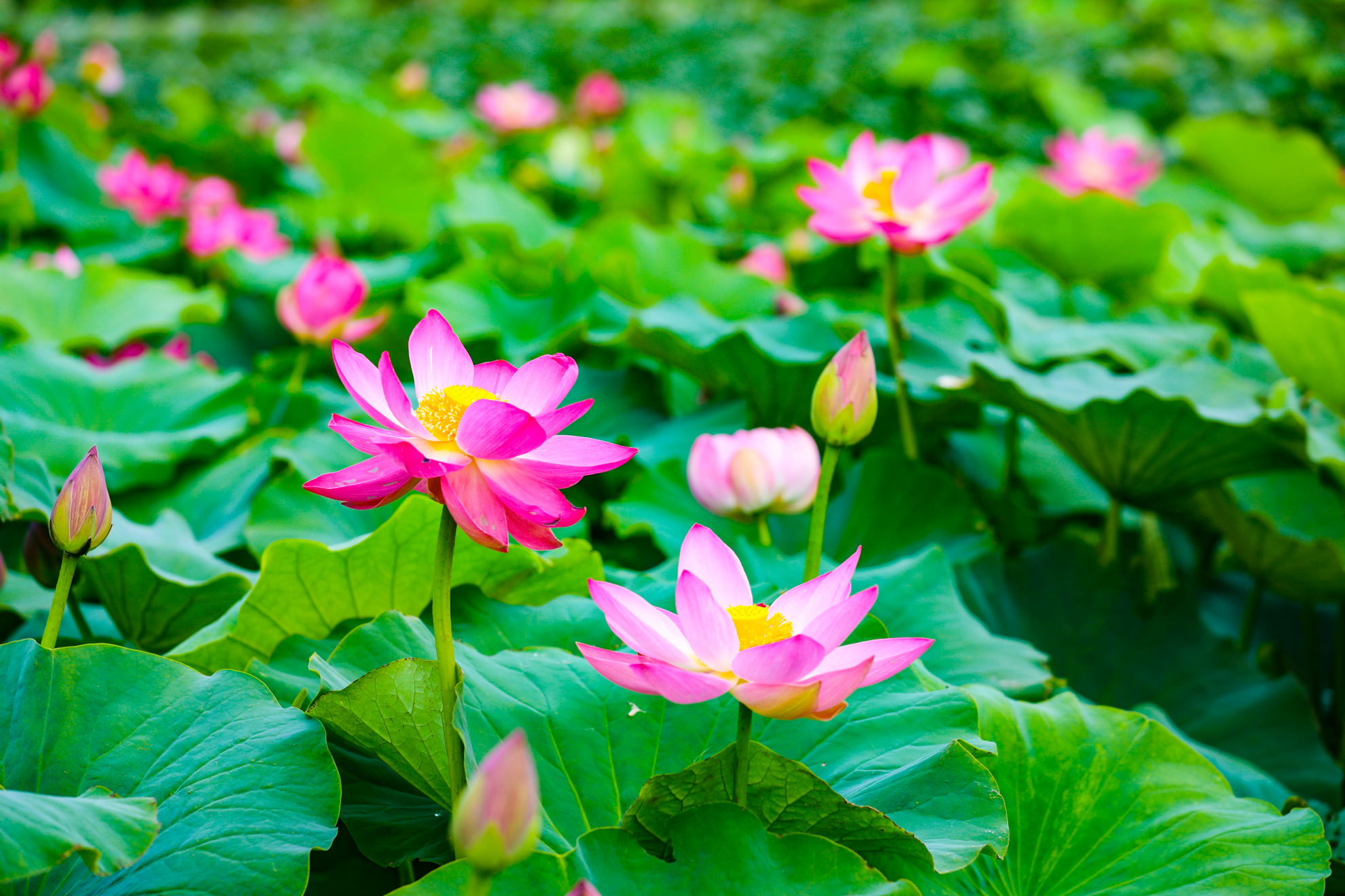 组图丨六盘山下好风光——映日荷花别样红-宁夏新闻网