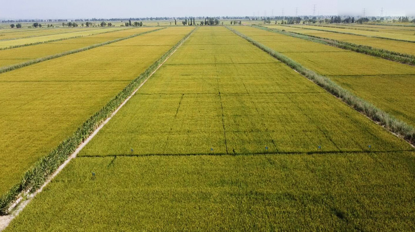 宁夏重点研发计划项目"粉垄耕作提升耕地质量研究与示范"进行现场验收