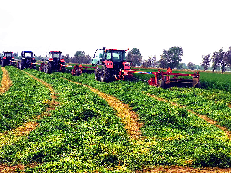 宁夏农垦贺兰山农牧场6000多亩优质苜蓿首茬开镰收割-宁夏新闻网