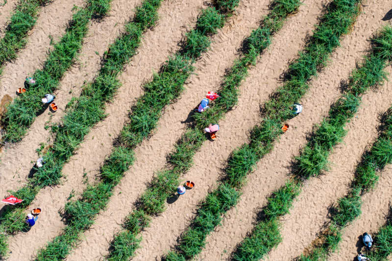 DJI_20230615100303_0025_D.jpg