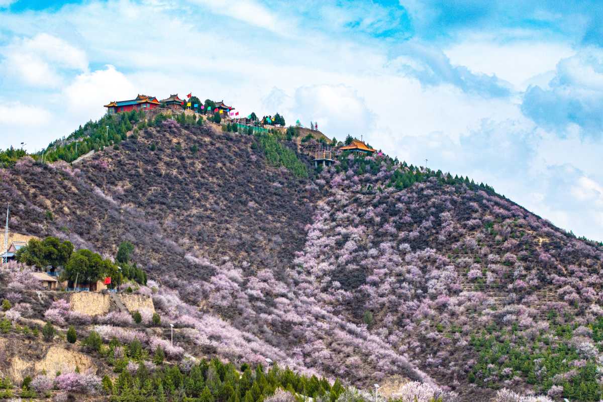 高清大图固原数万亩梯田花海惹人醉