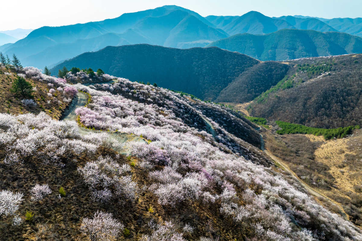 高清大图 | 固原数万亩梯田花海惹人醉