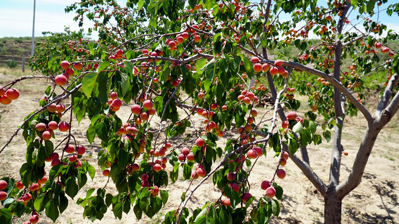 DSC07736.JPG
