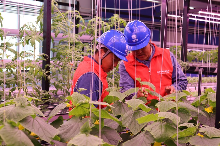 LED植物照明灯下的植物枝繁叶茂。 彭佳 摄.jpg