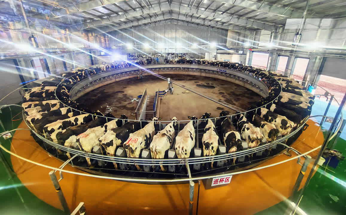 机器人推料、北斗送餐、恒温宿舍成标配！ 宁夏农垦孙家滩奶牛场正式投产(图2)