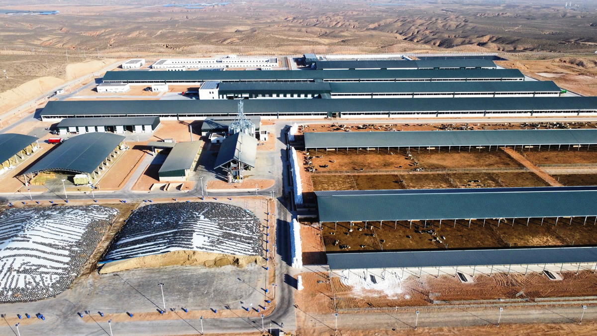 机器人推料、北斗送餐、恒温宿舍成标配！ 宁夏农垦孙家滩奶牛场正式投产(图3)