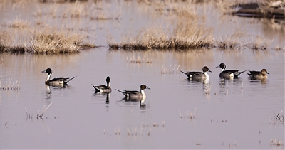     冰雪消融，游来游去的针尾鸭让一池湖水生机勃勃。