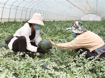 村民在大棚内采摘西瓜。