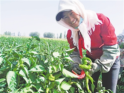 <p>　　喜银花在采摘辣椒。</p>