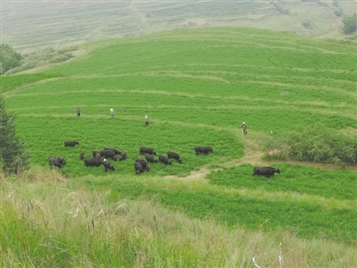 <p>　　混播草地肉牛季节性放牧效果显著。</p>