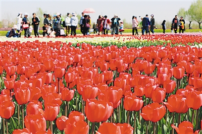 <p>　　游客在银川花博园赏花拍照。</p><p>　　本报记者　钱建忠　摄</p>