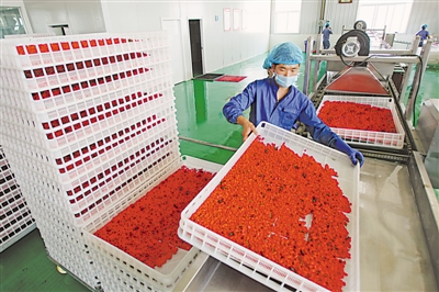 <p>　　百瑞源枸杞股份有限公司员工在加工新鲜枸杞。</p><p>　　本报记者　王猛　摄</p>