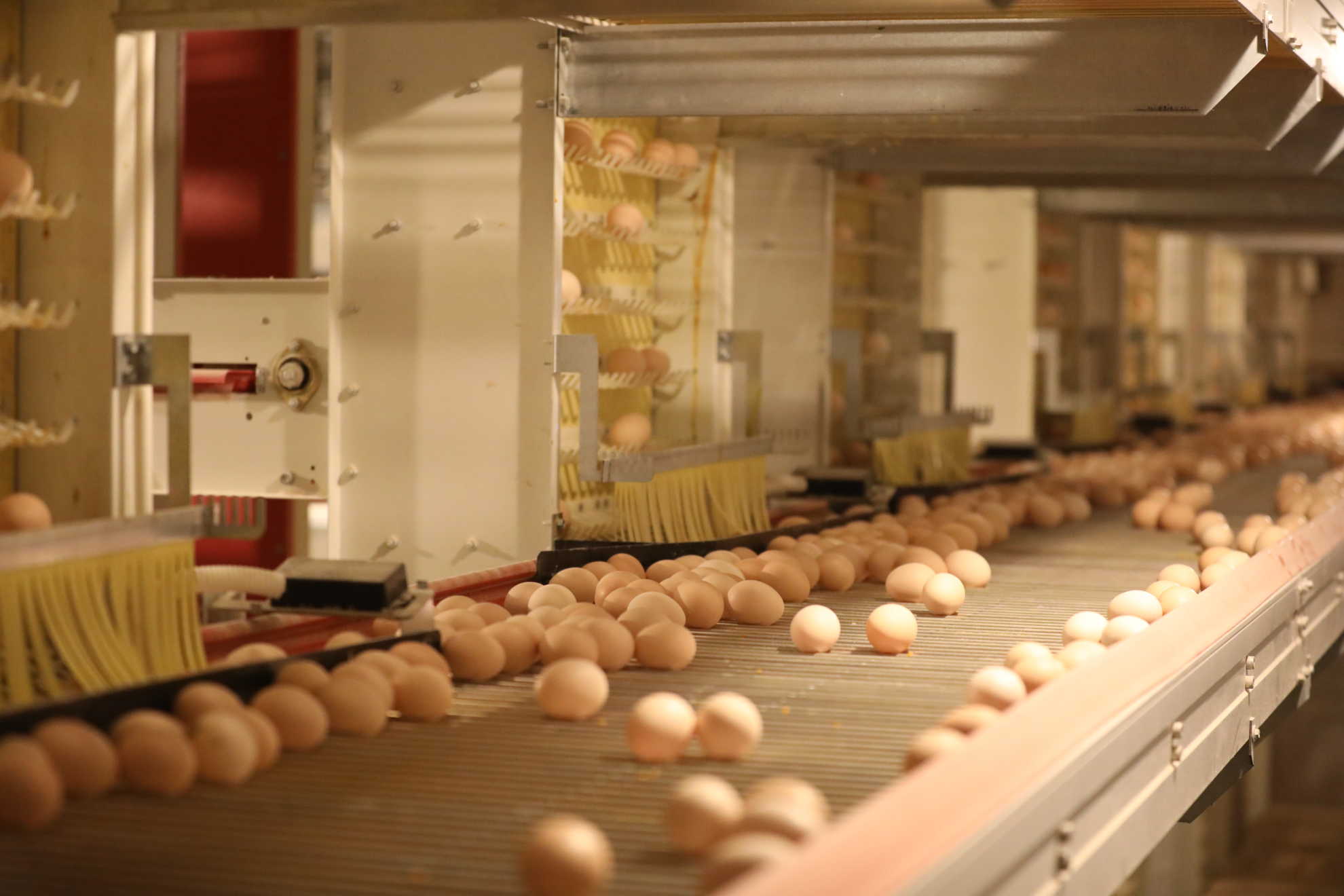 规模化蛋鸡养殖场：如何选择蛋鸡品种及合作种鸡场？_搜狐汽车_搜狐网