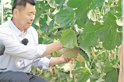     杨郎齐力种植专业合作社负责人曹辉带动群众种植甜瓜致富增收。
