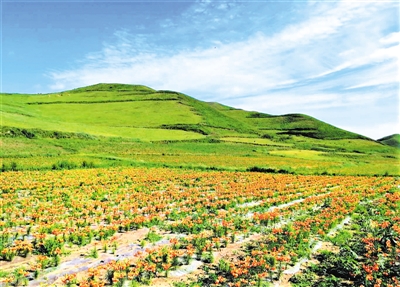 <p>　　大山里的百合种植基地。</p>