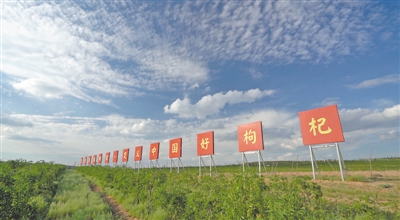 <p>　　玺赞生态枸杞庄园</p>