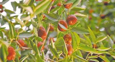 <p>　　金丝小枣</p>