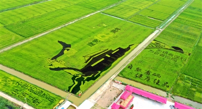 <p>　　平罗县万亩绿色富硒稻渔综合种养示范区。</p>