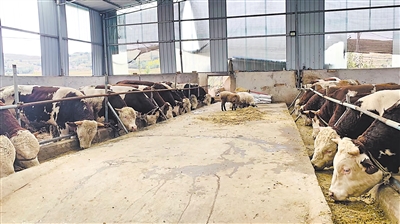 赵北孝村肉牛养殖场。