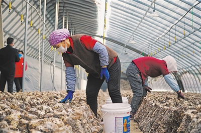 洪广镇欣荣村村民变身“产业工人”，通过种植菌菇走上致富路。