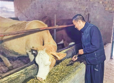 杨万有在查看自己家的肉牛。