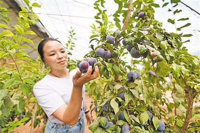 <p>　　　　采摘温棚内，一位广西游客捧起枝头成熟的李子说：“真想不到，西北的土壤里也能长出如此鲜甜的水果。”</p>