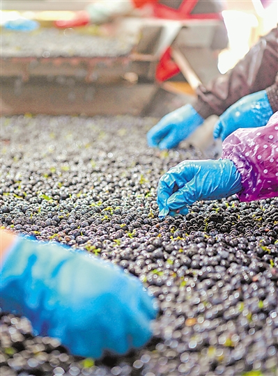     紫色——贺兰山东麓葡萄酒已成为宁夏对话世界、世界认识宁夏的“紫色名片”。贺兰山东麓，昔日的戈壁荒滩，如今成为全国集中连片最大的酿酒葡萄种植区域。本报记者 李涛 王洋 摄