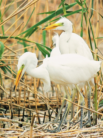     白色——青铜峡鸟岛国家湿地公园今年新出生的三只苍鹭茁壮成长。近年来，宁夏自然生态环境持续向好，湖泊湿地得到保护和恢复，人与自然和谐共生的理念深植人心，众多湖泊湿地已成为鸟类生存繁衍的天堂。           本报记者 王猛 摄
