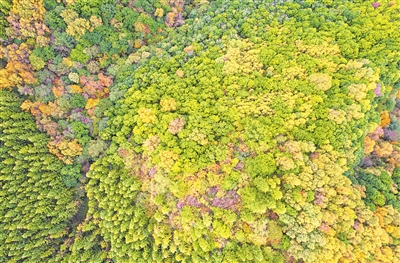 秋高气爽，六盘山层林尽染。